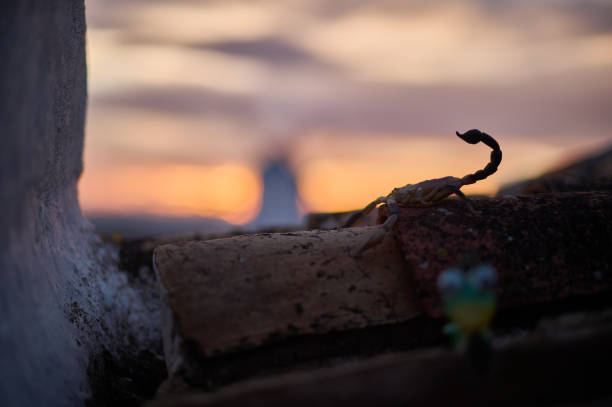 A scorpion at sunset with the windmills of Campo de Criptana in the background, creating a unique contrast between nature and the iconic landscape of Castilla-La Mancha, Spain