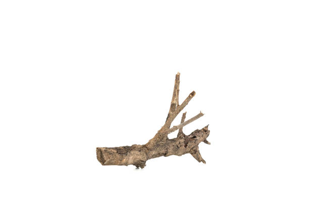 istock Dry tree twigs branches isolated on white background with clipping path. 2202459570