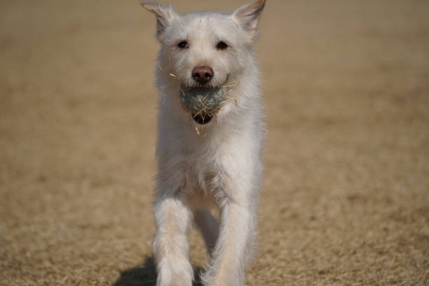 One man and his dog, playing together on the beach.