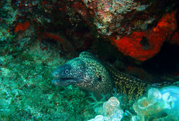 Mediterranean moray in Adriatic sea, near Vis island, Croatia