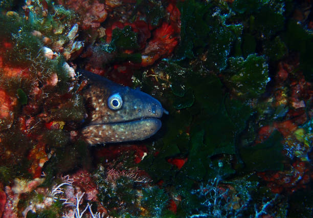 Mediterranean moray in Adriatic sea, near Vis island, Croatia