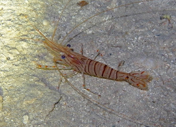 istock Narwal Shrimp, Adriatic sea, Croatia 2202459984