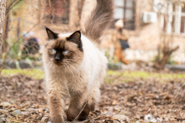 istock Fluffy Siamese Cat in an Outdoor Setting 2202460004