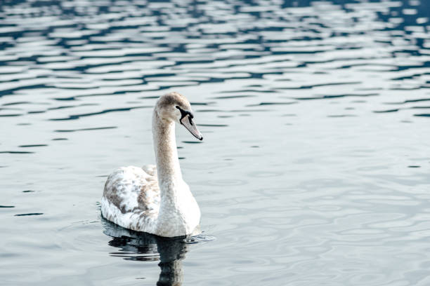 Swans in Lake Hallstatt on a sunny February morning.