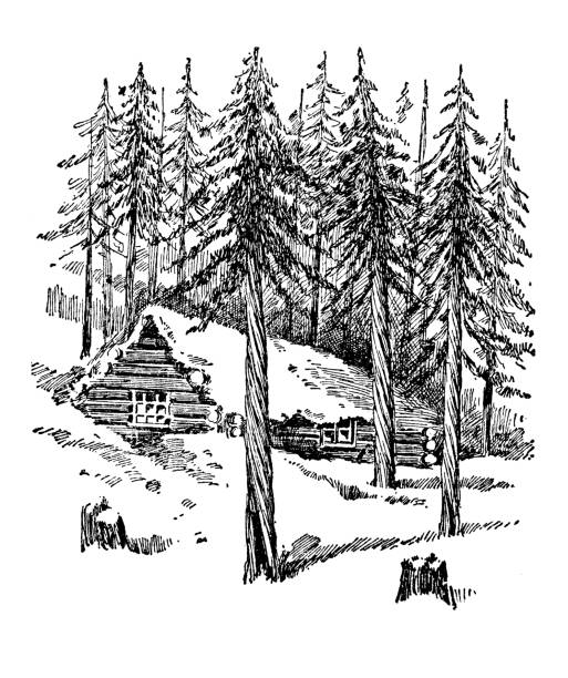 Antique illustration (1898): Thuya Occidentalis, Arbor vitae