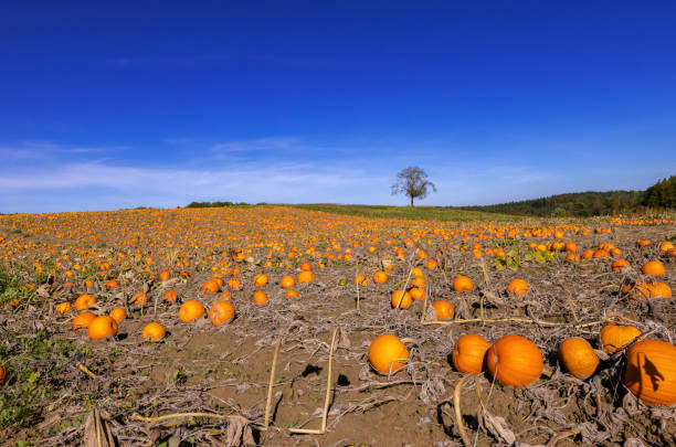 A vast field filled with ripe, golden pumpkins stretches into the distance, bathed in warm sunlight. A solitary tree stands on the horizon, adding depth to the serene landscape. The clear blue sky above is completely free of clouds, enhancing the vibrant autumn atmosphere.