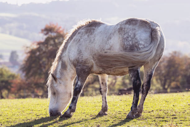 A beautiful white horse peacefully grazes on a lush green meadow, bathed in warm sunlight. The blurred background enhances the serene atmosphere, creating a dreamy and tranquil scene.