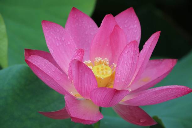 istock Floral photography 2202462758