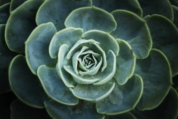istock Floral photography 2202462853