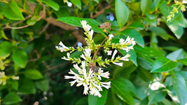 istock blooming common privet, Ligustrum vulgare, close up 2202464340
