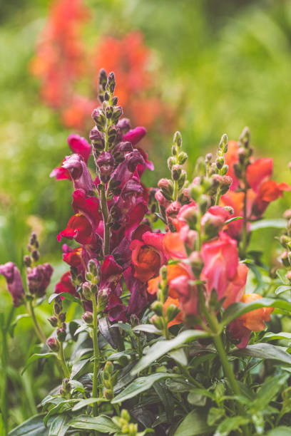 Colorful snapdragon flowers in a garden
