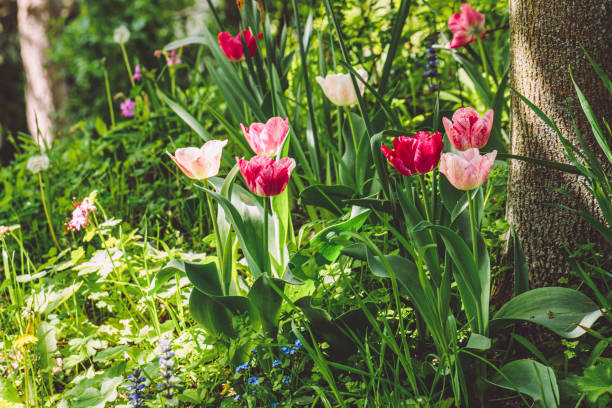 istock Flowers in the garden 2202465965