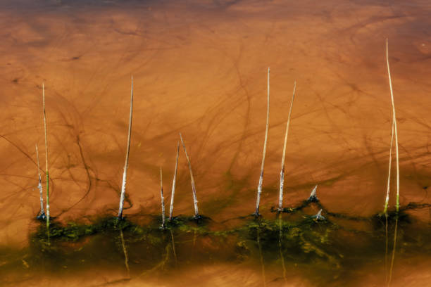 Some dead reed stems and lakeweed on a yellow water pond, in a farm near the colonial town of Villa de Leyva in central Colombia.
