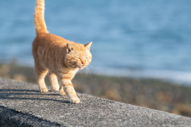 istock Cute cat walking on the embankment 2202468486