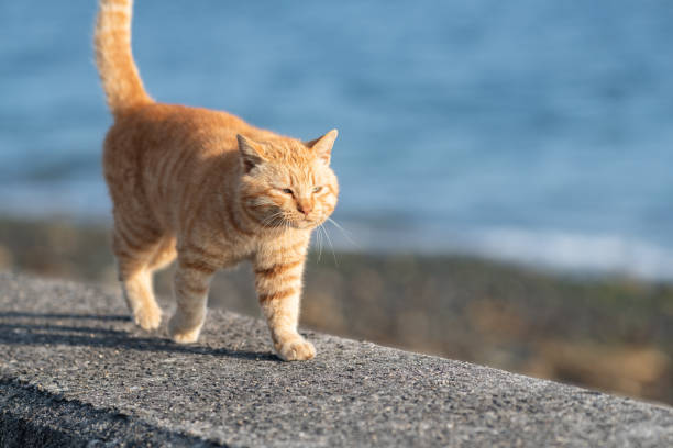 istock Cute cat walking on the embankment 2202468513