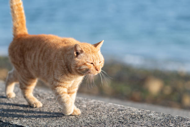 istock Cute cat walking on the embankment 2202468539