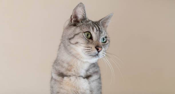 istock Cute cat sitting and staring 2202468575