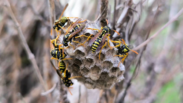 istock wasps sitting on the nest close up 2202469493