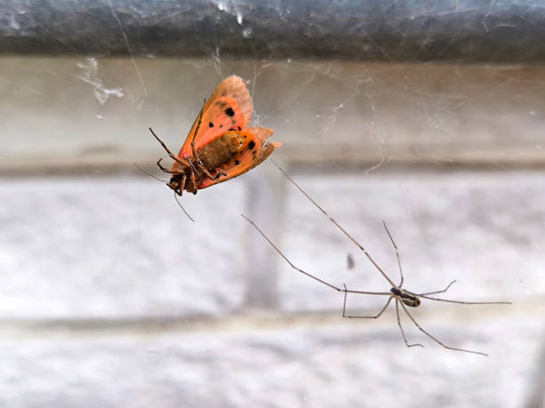 istock small spider with a butterfly caught in the web 2202469502