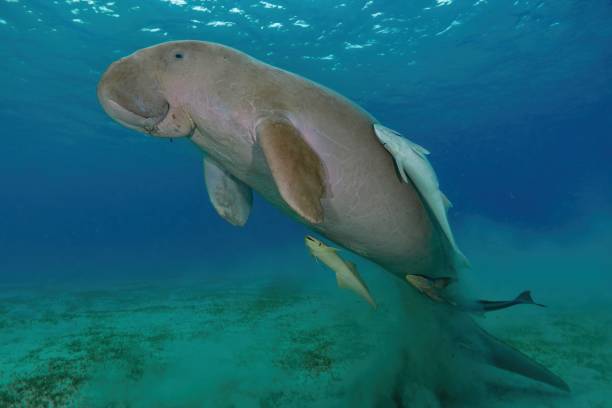 istock Sea cow or Dugong (dugong dugon) in Red Sea (Marsa Alam, southern Egypt) 2202471088
