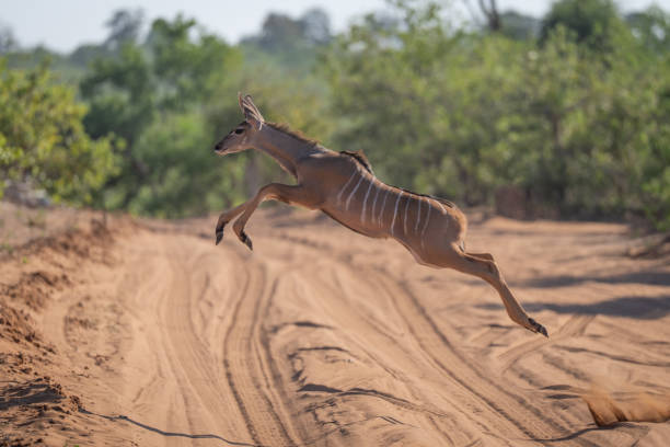 Young greater kudu jumping across sandy track