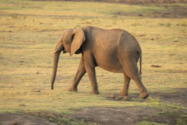 animal in etosha national park