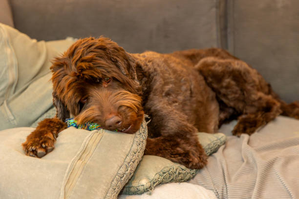 istock Golden brown labradoodle on couch with dog toy on sofa 2202471984