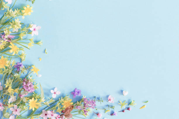 istock wild spring flowers on paper background 2202472458