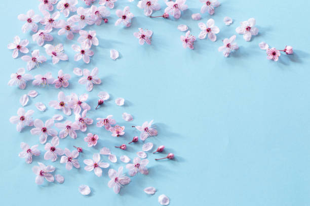 istock pink cherry flowers on blue  background 2202472470