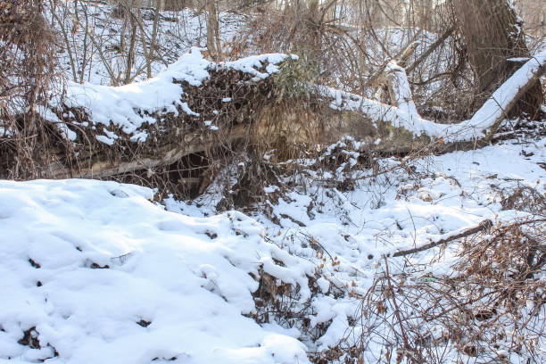 A fallen tree among the bushes in the winter forest is illuminated by the sun