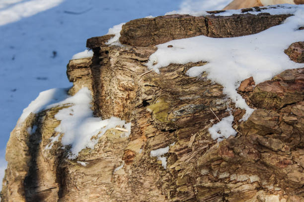 the snow lies on a small stump that looks like a rock