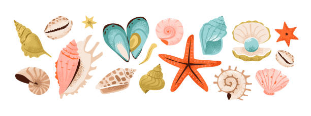 Shells and underwater elements: seashells, pearls, starfish, nautilus to scallops. Vibrant flat vector illustration of marine treasures. Shells and underwater elements: seashells, pearls, starfish, nautilus to scallops. Vibrant flat vector illustration of marine treasures seashell stock illustrations