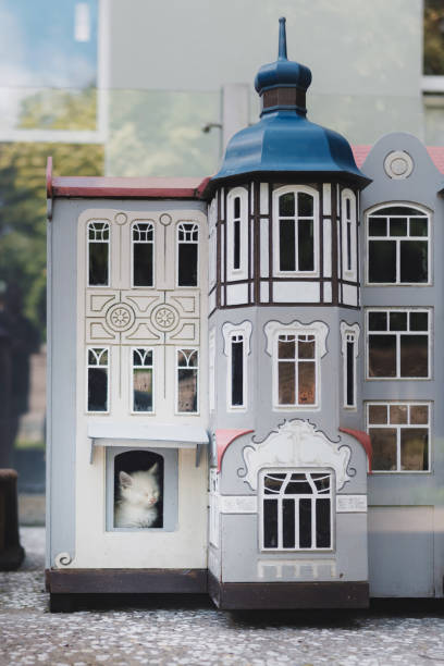 White kitten  in the toy house