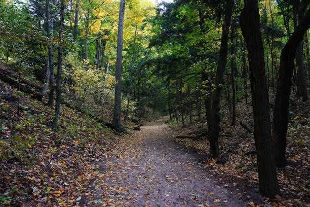 istock Saugatuck Dunes State Park Michigan.   Sand Dunes and Forest 2202475251