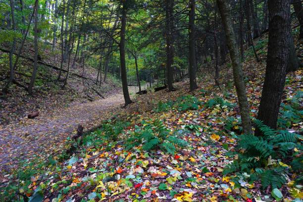 istock Saugatuck Dunes State Park Michigan.   Sand Dunes and Forest 2202475284