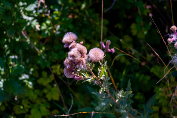 Closeup lila flower in the wild forest
