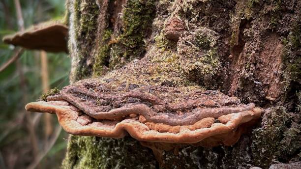 istock Trametes versicolor growing on an old tree in the forest. 2202479030