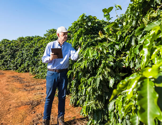 Agricultural Expert Inspecting Coffee Plantation