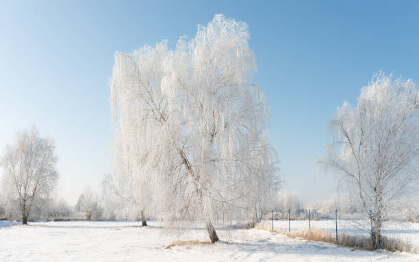 Frost-Covered Birch Trees in a Snowy Winter Landscape Under a Clear Blue Sky