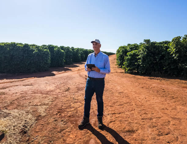 istock Agricultural Expert Inspecting Coffee Plantation 2202479408