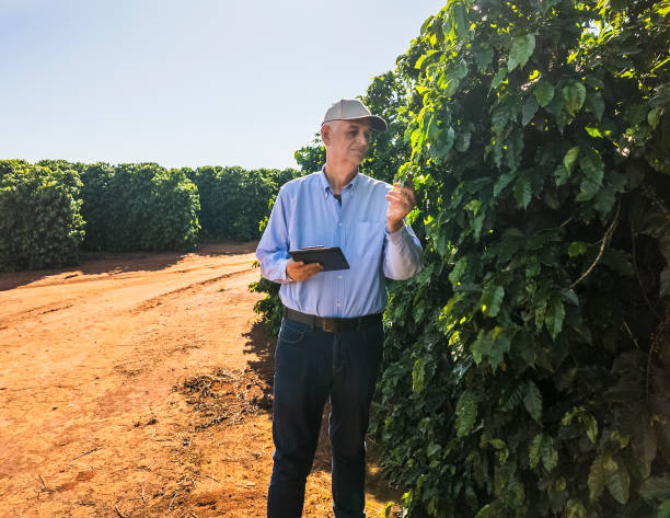 istock Agricultural Expert Inspecting Coffee Plantation 2202479482