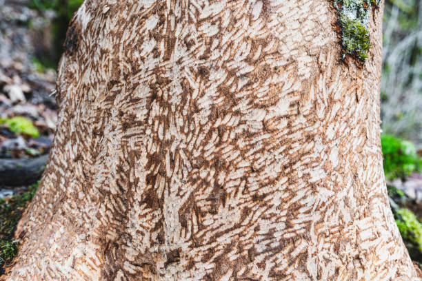 Beaver feeding traces with damage to trees