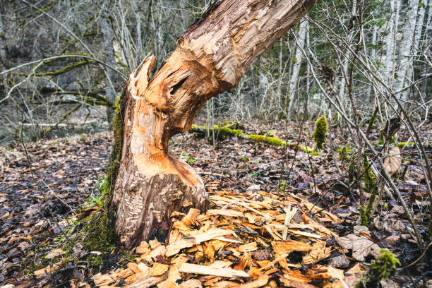 Beaver feeding traces with damage to trees
