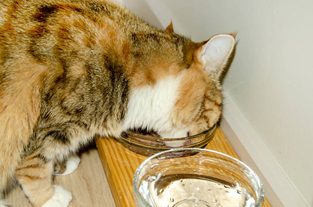 red spotted cat eating food from her bowl