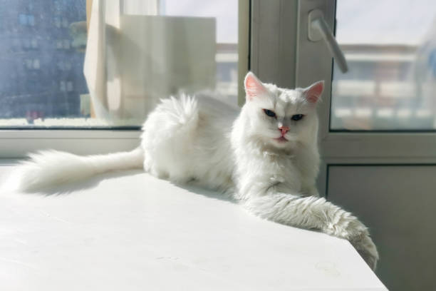 istock white cat lies on the windowsill near window, basking in sun 2202488403