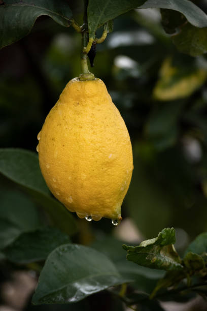 istock Raw lemons growing on the tree, citrus production concept 2202492605