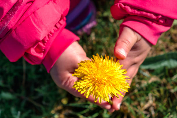 Little hand holding a yellow dandelion flower, taraxacum