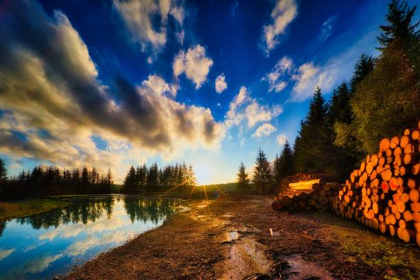 On the Rennsteig in the Thuringian Forest