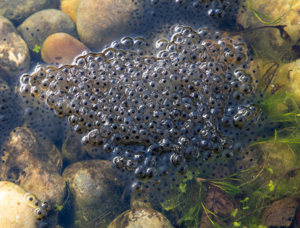 Toad eggs