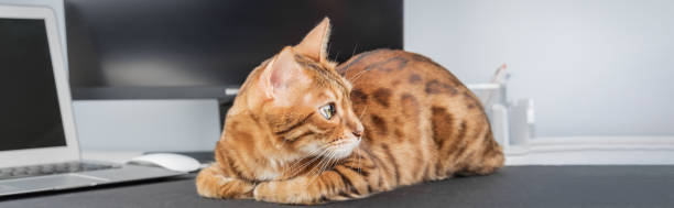 istock Bengal cat at the table near the laptop. 2202499159